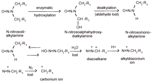The metabolic activation on N-nitrosokialkylamines