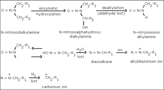 The metabolic activation of N-nitrosodialkylamines